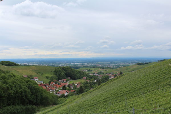 Schwarzrieslingplatz – Bild 5